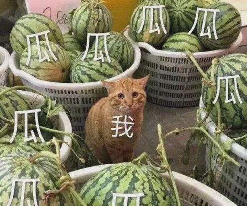 龙坤娱乐吃瓜,吃瓜群众揭秘娱乐圈幕后真相