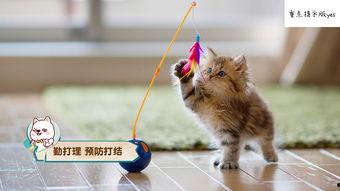 娱乐吃瓜猫咪视频大全最新,最新猫咪吃瓜视频大盘点