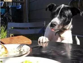 娱乐吃瓜养狗视频在线观看